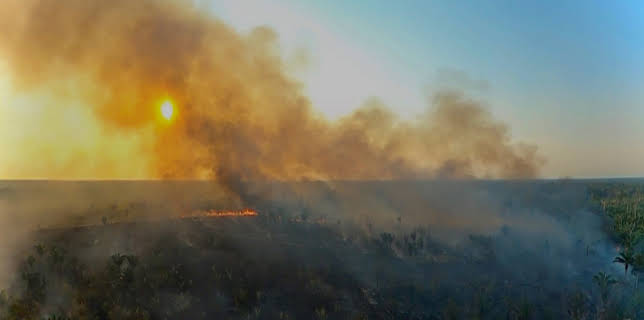 01:15: Bedrohter Amazonas - Warum die grüne Lunge stirbt | ZDFinfo | 11/29 2025