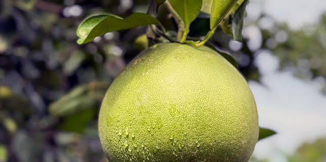 10:20: Die Welt der Zitrusfrüchte | Arte | 1/11 2026