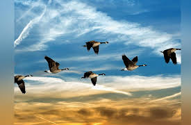 Zoology: Understanding the Animal World: Taking to the Sky: Bird Migration