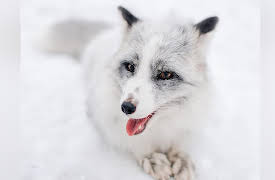 What Darwin Didn't Know: The Modern Science of Evolution: Rapid Evolution within Species