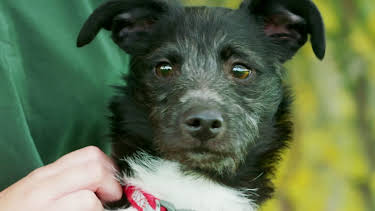 20:50: Hundehuset: Midnight | NRK 2 | 4/27 2026