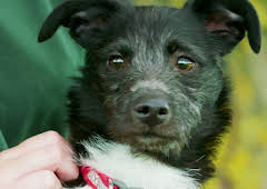 Hundehuset: Midnight