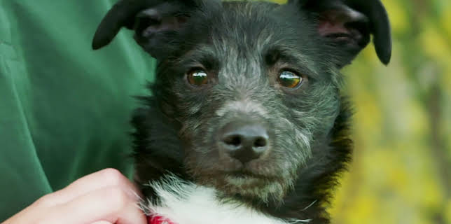 16:20: Hundehuset: Midnight | NRK 2 | 1/12 2026