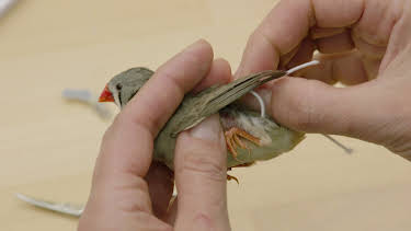 13:15: Seewiesen - Ein Biotop für die Wissenschaft | 3SAT | 4/27 2026