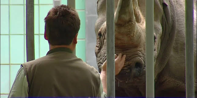 11:15: Giraffe, Erdmännchen & Co (74) | RBB Fernsehen | 2/20 2026