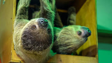 10:00 AM: One Zoo Three (S5) | CBBC | 7/2 2026