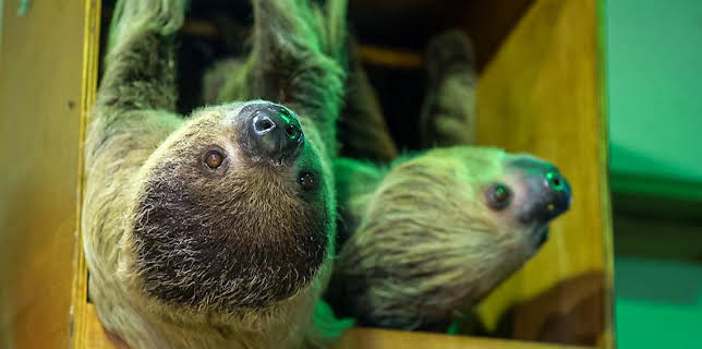 10:10 AM: One Zoo Three (S5) | CBBC | 11/7 2025