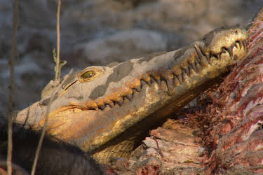 17:00: Faszination Afrika (4/5) | 3SAT | 3/30 2026