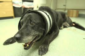 Dr. Dee: Alaska Vet: Episode 4