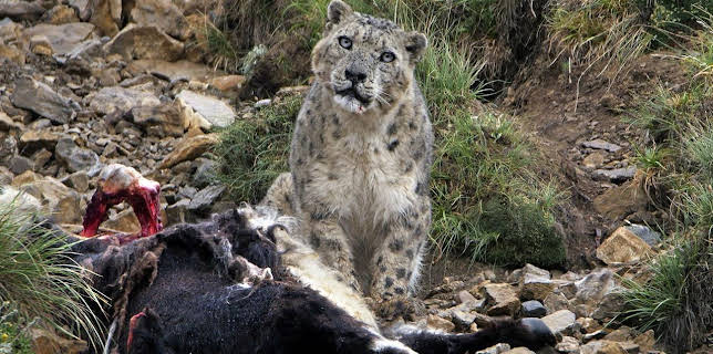 18:35: Himalaya - Heimat der Schneeleoparden | Arte | 1/20 2026