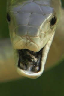 16:10: Depredadores implacables: Hembras asesinas | Nat Geo Wild | 4/1 2026