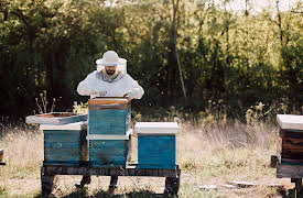 Pioneering Skills for Everyone: Modern Homesteading: Keeping Bees and Harvesting Honey