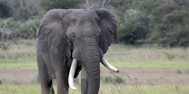 03:30: Im Reich der Königselefanten - Das Tembe Wildreservat in Südafrika | 3SAT | 12/4 2025