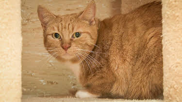 03:20: Tierisch tierisch | MDR Fernsehen | 3/28 2026