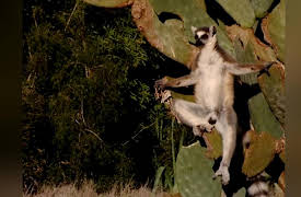 Lemur Street: The Mating Game