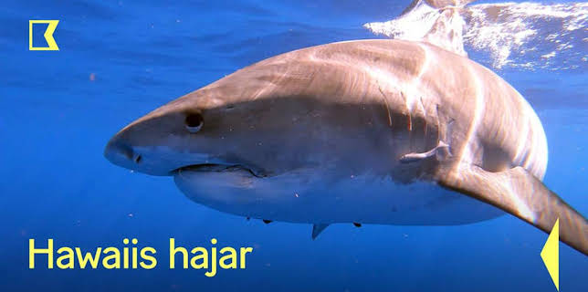 21:00: Hawaiis hajar | Kunskapskanalen | 1/24 2026