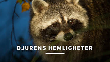 22:55: Djurens hemligheter | Kunskapskanalen | 10/21 2026