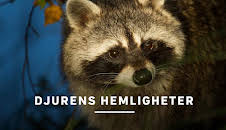 Djurens hemligheter