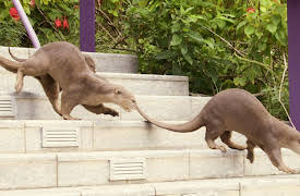 Otter Dynasty: New Beginnings