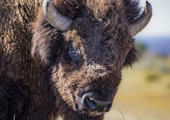 The Great American Buffalo