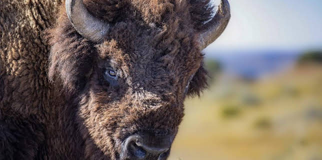 10:30 PM: The Great American Buffalo (S1 E1) (S1) | BBC Four | 1/27 2026