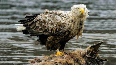 4:15 PM: Natural World | BBC Two | 6/26 2026