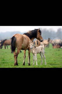 19:45: Instintos letales: Factor del miedo | Nat Geo Wild | 4/5 2026