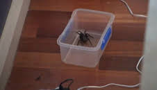 Australiens Tierrettung - Einsatz am Bondi Beach