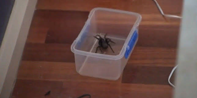 05:55: Australiens Tierrettung - Einsatz am Bondi Beach | Sixx | 12/7 2025