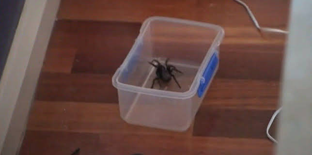 Australiens Tierrettung - Einsatz am Bondi Beach