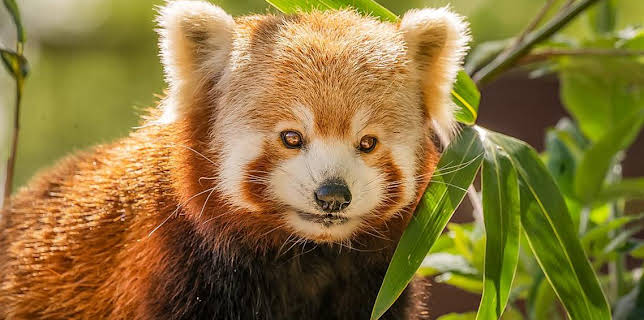 10:15 AM: One Zoo Three (S5) | CBBC | 11/18 2025