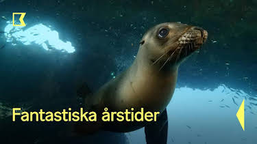 18:25: Fantastiska årstider | Kunskapskanalen | 5/11 2026
