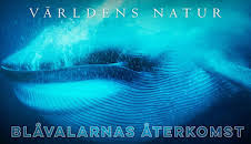 Världens natur: Blåvalarnas återkomst