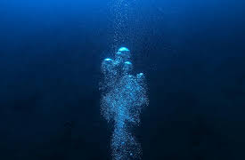 I Contain Multitudes, Season 1: Gutless Wonders: The Secrets of Giant Sea Worms