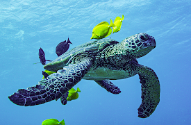 America's National Parks: Episode 5