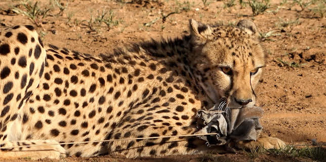 13:50: Team Bachstad i Afrika: Fin i pelsen | NRK 2 | 11/5 2025