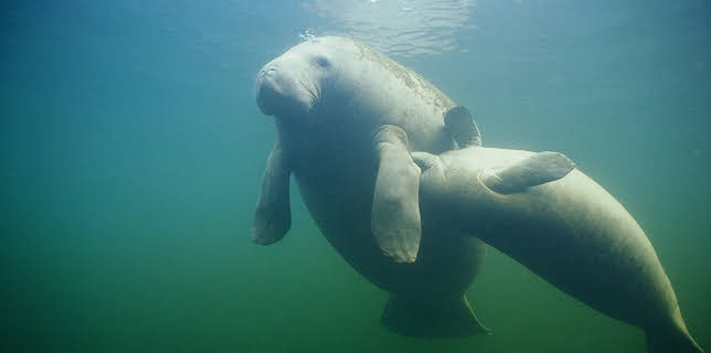 11:15: Animal Cops Miami (S16 E6) (S16) | Animal Planet | 12/1 2025