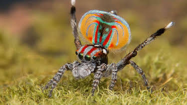 03:40: Documental Familias Animales Asombrosas | LA 2 | 10/15 2025