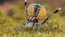 Grandes Documentales Familias Animales Asombrosas