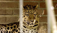 Elefant, Tiger & Co. (209)