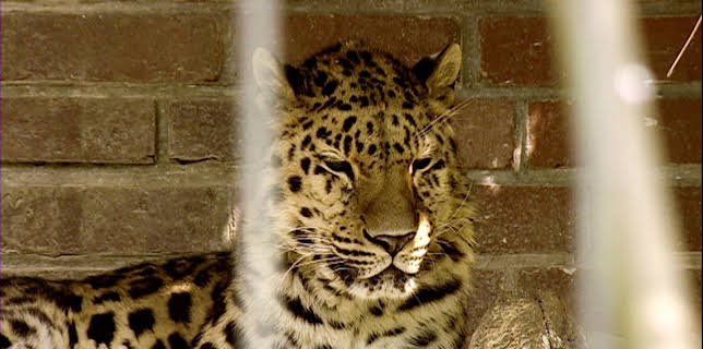 14:25: Elefant, Tiger & Co. (209) | MDR Fernsehen | 12/4 2025