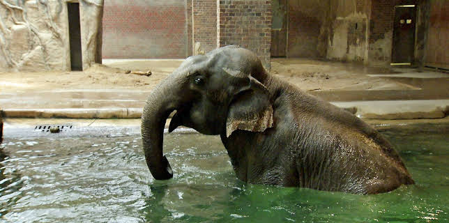 02:45: Elefant, Tiger & Co. (546) | MDR Fernsehen | 3/11 2026