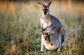 A New History of Life: Introduction to the Great Mass Extinctions