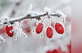 The Botanist's Eye: Identifying the Plants around You: The Language of Botany