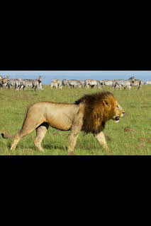 19:50: Mara: el renacer de la Sabana: El despertar | Nat Geo Wild | 2/10 2026