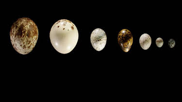 5:00 PM: Natural World: Attenborough's Wonder Of Eggs | Yesterday | 1/2 2026
