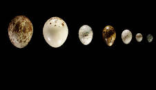 Natural World: Attenborough's Wonder Of Eggs (S1 E1)