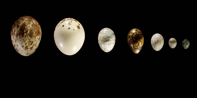 4:00 PM: Natural World: Attenborough's Wonder Of Eggs | Yesterday | 1/2 2026