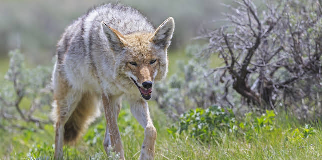 23:00: I Was Prey (S2 E9) (S2) | Animal Planet | 2/26 2026