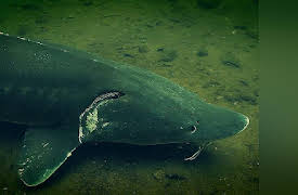 Monster Fish  Season 1: Green Goliath